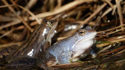 Activiteitenprogramma-maart-2023-Buitencentrum-De-Pelen