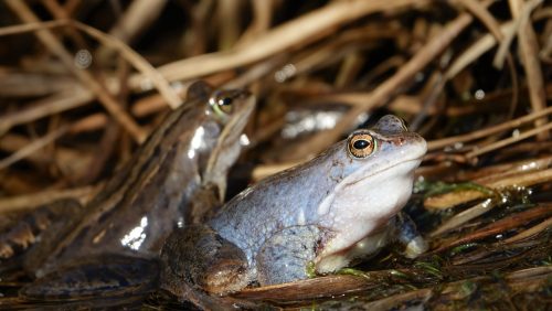 Activiteitenprogramma-maart-2023-Buitencentrum-De-Pelen