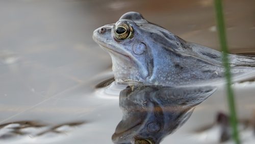 Activiteitenprogramma-maart-2024-Buitencentrum-De-Pelen-