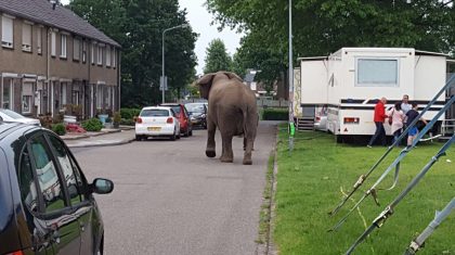 Afrikaanse-olifant-Buba