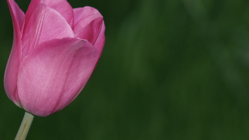 Arlene-Uitvaart-Aan-alle-moeders