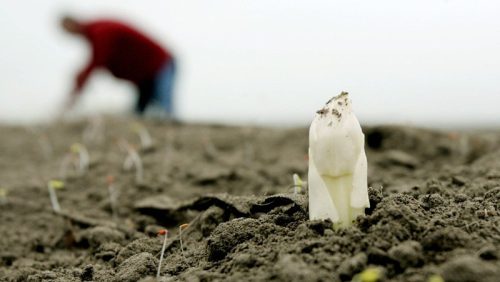 Asperge-Foto