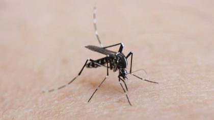 detail of a tiger mosquito on Caucasian skin
