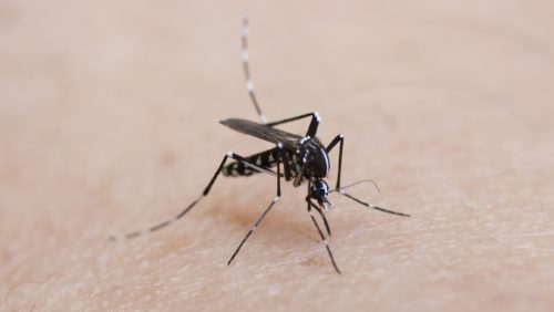 detail of a tiger mosquito on Caucasian skin