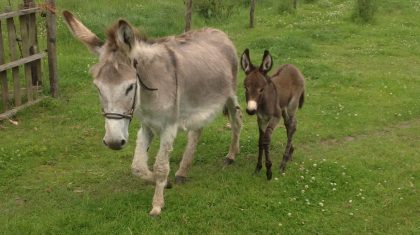 Baby-ezel-Kinderopvang-Hummelhoeve3