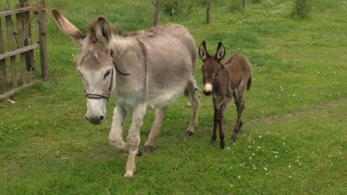 Baby-ezel-Kinderopvang-Hummelhoeve3