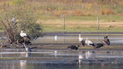Basiscursus-Vogels-kijken-in-Nederweert-2018