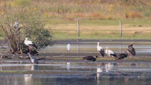 Basiscursus-Vogels-kijken-in-Nederweert-2018
