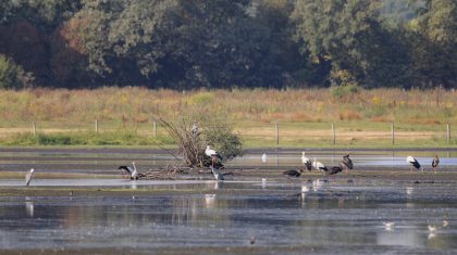 Basiscursus-Vogels-kijken-in-Nederweert-2023 Basiscursus-Vogels-kijken-in-Nederweert-2023