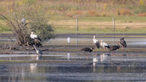 Basiscursus-Vogels-kijken-in-Nederweert