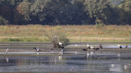 Basiscursus-Vogels-kijken-van-Vogelwerkgroep-Nederweert