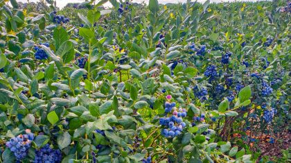 Blauwe-Bessen-Bedrijf-Heldens-1 Blauwe-Bessen-Bedrijf-Heldens-1