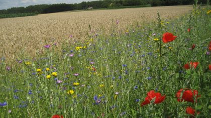 Bloemrijke-Akkerranden-NEderweert