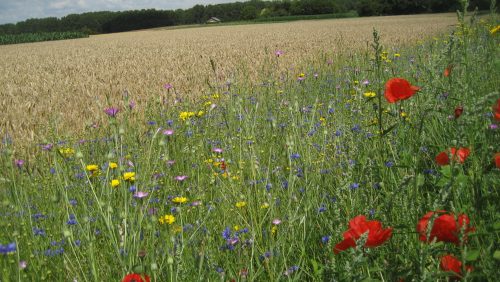 Bloemrijke-Akkerranden-NEderweert