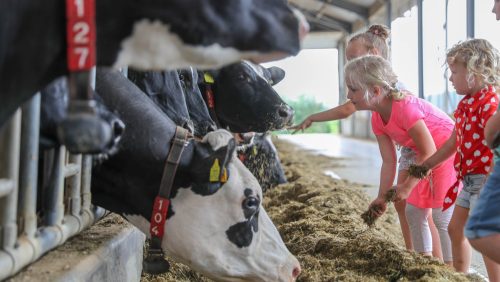 Boeren-van-Nederweert-DAG-2018-Nederweert-Harold-Kuepers-21