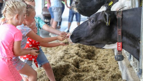 Boeren-van-Nederweert-DAG-2018-Nederweert-Harold-Kuepers-23