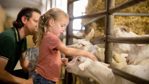 Boeren-van-Nederweert-Dag-2021-Johan-Horst-34