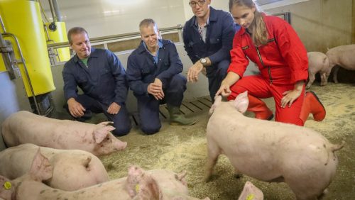 Boeren-van-Nederweert-Themaverhaal-antibiotica-2