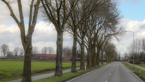 Bomen-hoofstraat-Nederweert-1