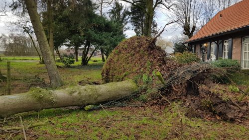 Boom-omgewaaid-Plattepeeldijk-Ospel-Monica