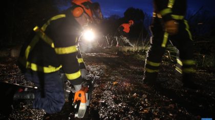 Boom-op-weg-Leveroy-7296