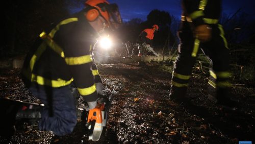 Boom-op-weg-Leveroy-7296