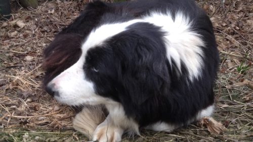 Border-Colly-Nederweert-1