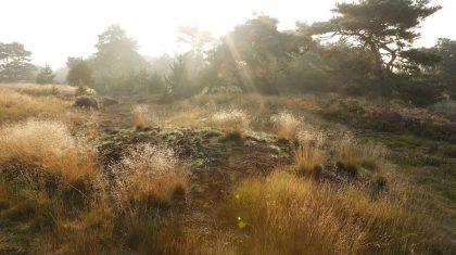 Boshoverheide-Bob-Luijks-Natuurportret