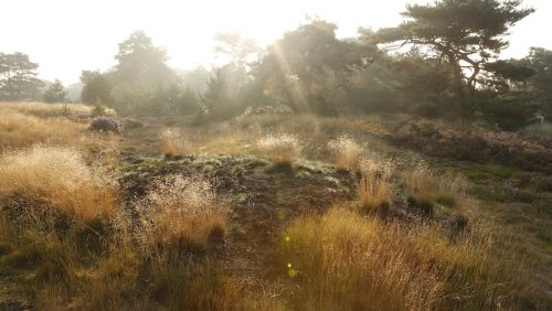 Boshoverheide-Bob-Luijks-Natuurportret