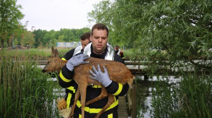 Brandweer-redt-Ree-uit-Zuid-Willemsvaart-Weert-6429