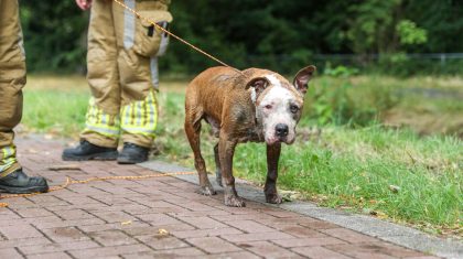 Brandweer-redt-hond-uit-sloot-Weert-2
