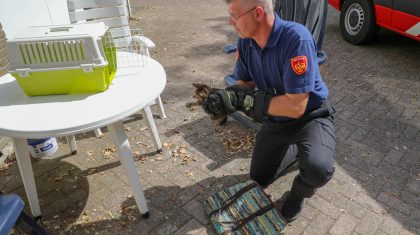 Brandweer-redt-kitten-Weert-94