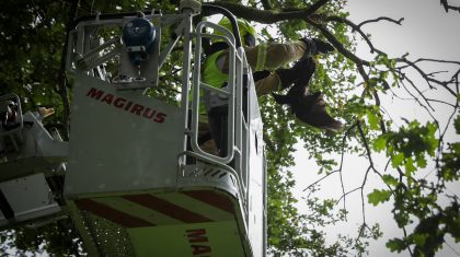 Brandweer-redt-kraai-uit-boom-Nederweert-4 Brandweer-redt-kraai-uit-boom-Nederweert-4