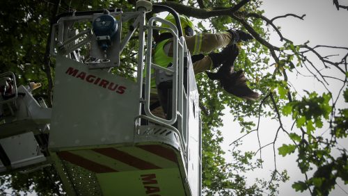 Brandweer-redt-kraai-uit-boom-Nederweert-4 Brandweer-redt-kraai-uit-boom-Nederweert-4