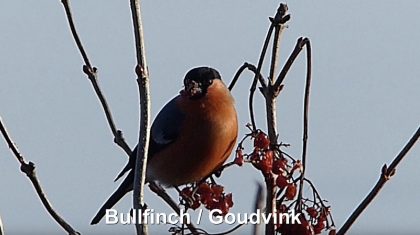 Bullfinch-Goudvink