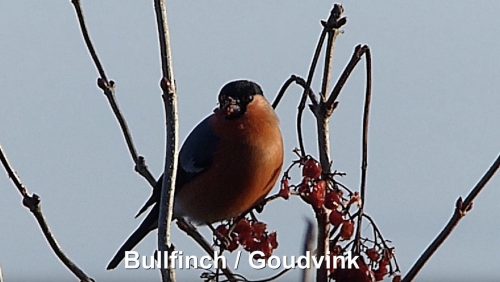 Bullfinch-Goudvink