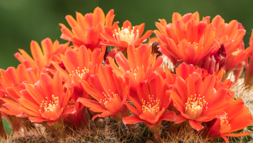 Cactus-en-vetplanten-verzamelingen-bekijken