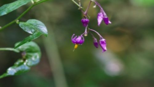 Cursus-plantendeterminatie