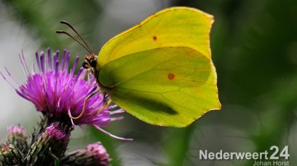 Vrijwilligers geven etmaal lang waarnemingen uit natuur door