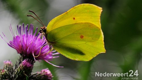 Vrijwilligers geven etmaal lang waarnemingen uit natuur door
