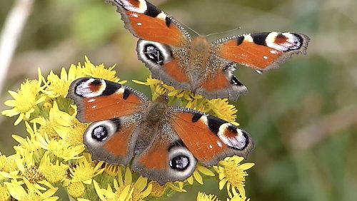 Dagpauwoog-Peacock-Hans-melters