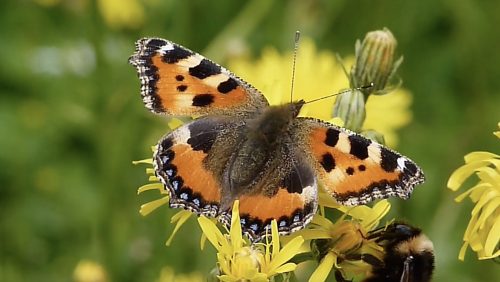 De-Kwegt-en-de-Banen-deel-2