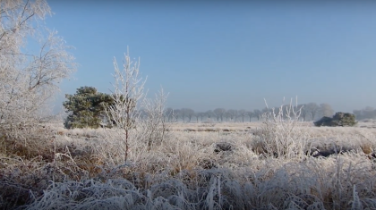 De-Peel-in-de-winter