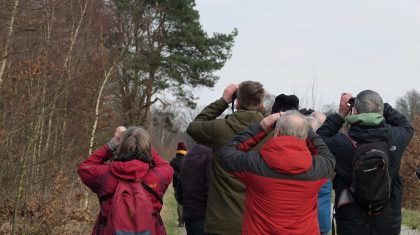De-blauwborst-zingt-weer-in-De-Groote-Peel