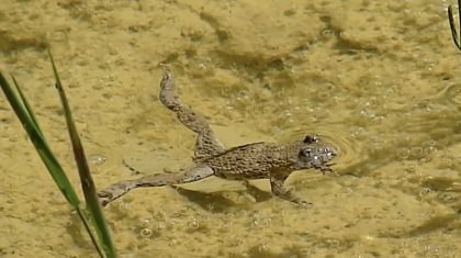 De-geelbuikvuurpad-door-hans-melters