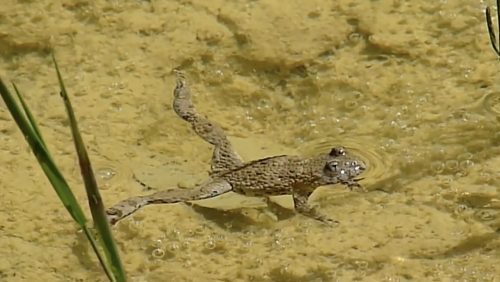 De-geelbuikvuurpad-door-hans-melters