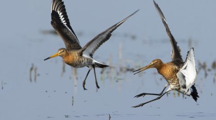 De-grutto-koning-van-de-weide-een-lezing-door-natuurfotograaf-Otto-Plantema2 De-grutto-koning-van-de-weide-een-lezing-door-natuurfotograaf-Otto-Plantema2