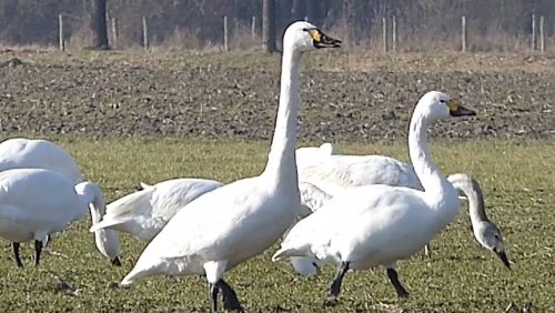 De-kleine-zwaan-hans-melters