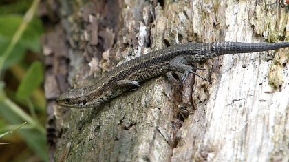 De-levendbarende-hagedis