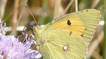 De-oranje-luzernevlinder-Vlinderrubriek-met-Hans-Melters